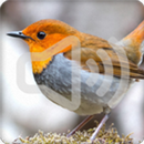 Robin Bird Songs Ringtone APK