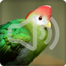 APK Turaco Bird Songs Ringtone