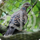 Turtle Dove Bird Song Ringtone APK