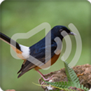 APK White Rumped Shama Bird Songs Ringtone