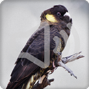Yellow Tailed Black Cockatoo Bird Songs Ringtone APK