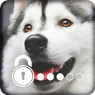 Husky Adorable Pet Siberian Dog App Lock-icoon