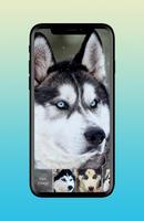 Husky Adorable Pet Siberian Dog App Lock-poster