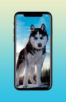 Husky Adorable Pet Siberian Dog App Lock скриншот 1
