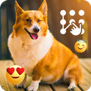 Corgi Dog FullHD Backgrounds PIN Lock APK