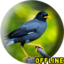 The sound of Starling APK