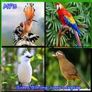 Complete Champion Bird Sound APK