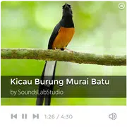 Suara Kicau Burung Murai Batu