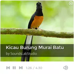 Suara Kicau Burung Murai Batu