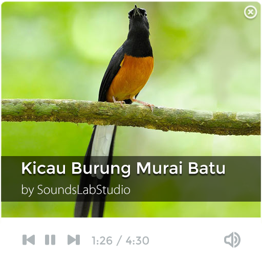 Suara Kicau Burung Murai Batu