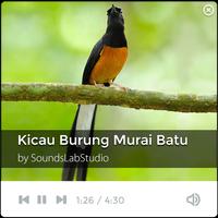 Suara Kicau Burung Murai Batu gönderen