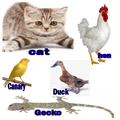 Voice Animals; MP3