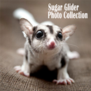 Sugar Glider Photo Collection APK