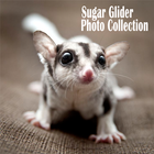 Sugar Glider Photo Collection icône