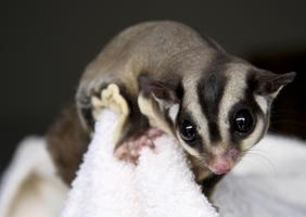 Sugar Glider Photo Collection capture d'écran 3