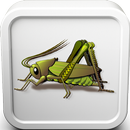 Cricket Insect Sounds Ringtone APK