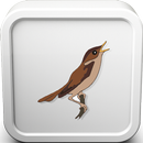 Nightingale Bird Sounds Ringtone APK