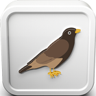 Starling Bird Call Sounds Ringtone icono