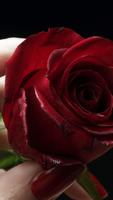 Rose and lips. HD wallpapers स्क्रीनशॉट 1