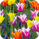 Cheerful flowers HD wallpapers APK