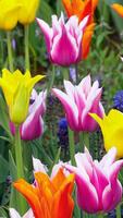 Cheerful flowers HD wallpapers Affiche