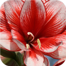 Amaryllis. Flower wallpapers aplikacja