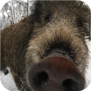 Boar. Animal live wallpapers aplikacja