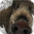 Boar. Animal live wallpapers-icoon