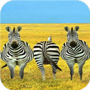 Zebra. Live animal wallpapers aplikacja