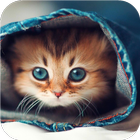 Icona Cute little kitty. Wallpapers