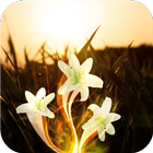 Flower mystery. Live wallpaper-icoon