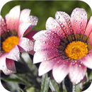 Summer garden. Live Wallpapers APK