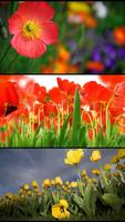 Summer garden. Live Wallpapers 截图 2