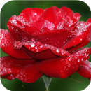 Flower paradise. HD Wallpapers-APK