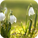 Fluttering petals. Wallpapers APK