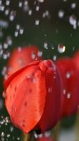 Fluttering petals. Wallpapers 截图 1