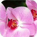 Pink petals. Live Wallpapers APK