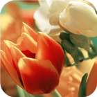 Serenity. Flower LiveWallpaper иконка