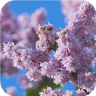 Lovely lilac. Flower Wallpaper-icoon