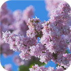 Lovely lilac. Flower Wallpaper icône