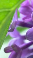 Lovely lilac. Flower Wallpaper ภาพหน้าจอ 3