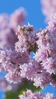 Lovely lilac. Flower Wallpaper penulis hantaran