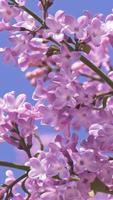 برنامه‌نما Lovely lilac. Flower Wallpaper عکس از صفحه