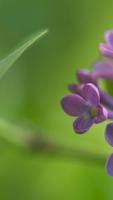 Lovely lilac. Flower Wallpaper capture d'écran 2