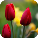 Cute tulips. Flower Wallpapers APK