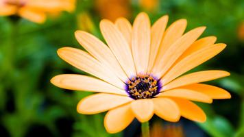 Orange mystery. Flower walls Affiche