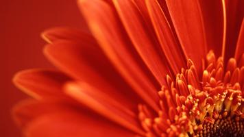 Orange mystery. Flower walls imagem de tela 1