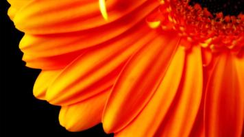 Orange mystery. Flower walls imagem de tela 3