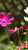 Pink bud. Flower HD wallpapers स्क्रीनशॉट 3