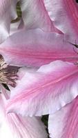 Pink bud. Flower HD wallpapers Cartaz